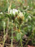 Trifolium scabrum