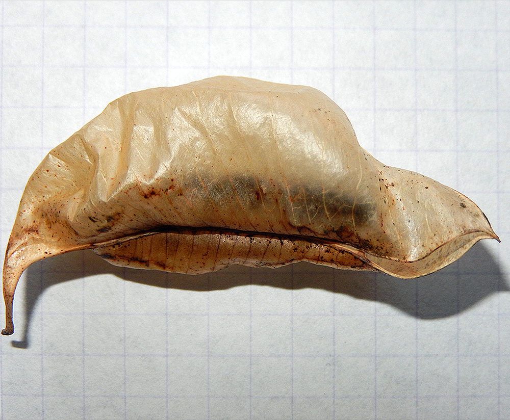 Image of Colutea cilicica specimen.