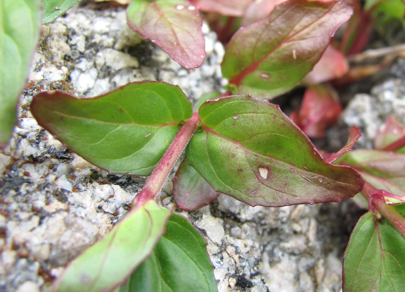 Image of Epilobium anagallidifolium specimen.