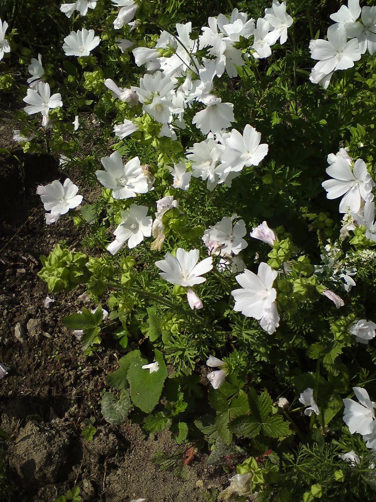 Image of Malva moschata specimen.