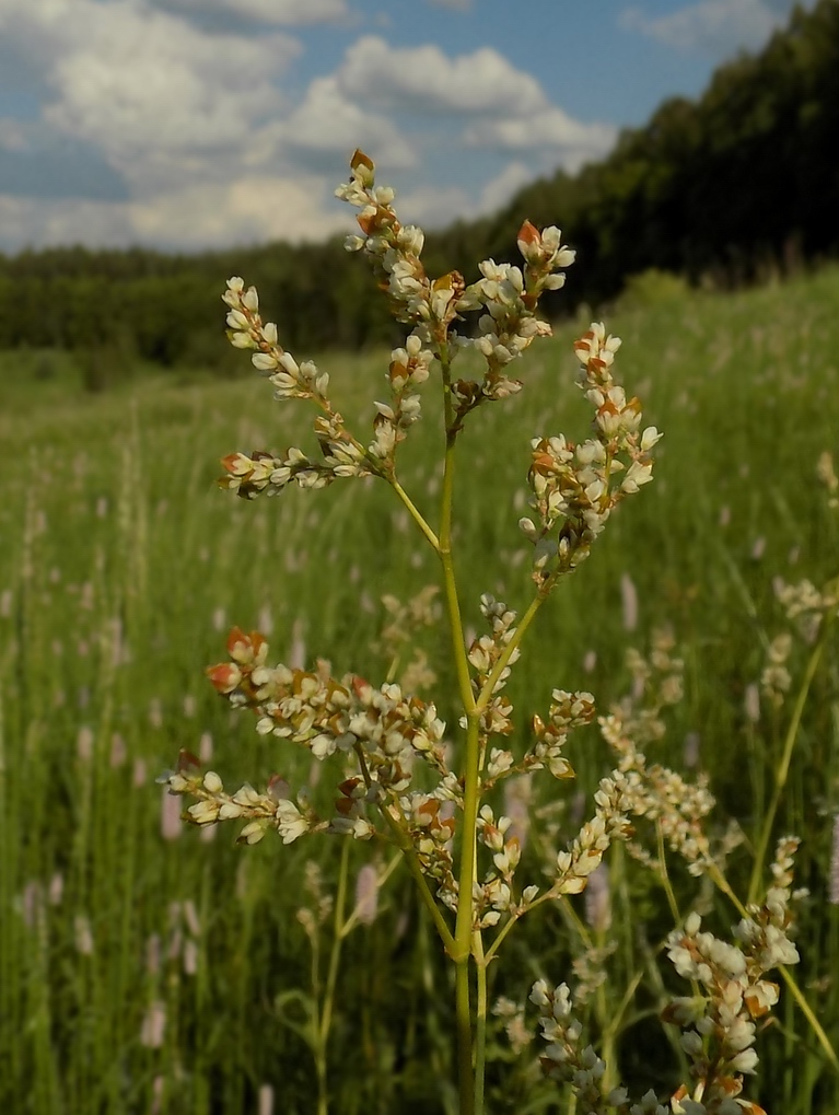 Изображение особи Aconogonon alpinum.