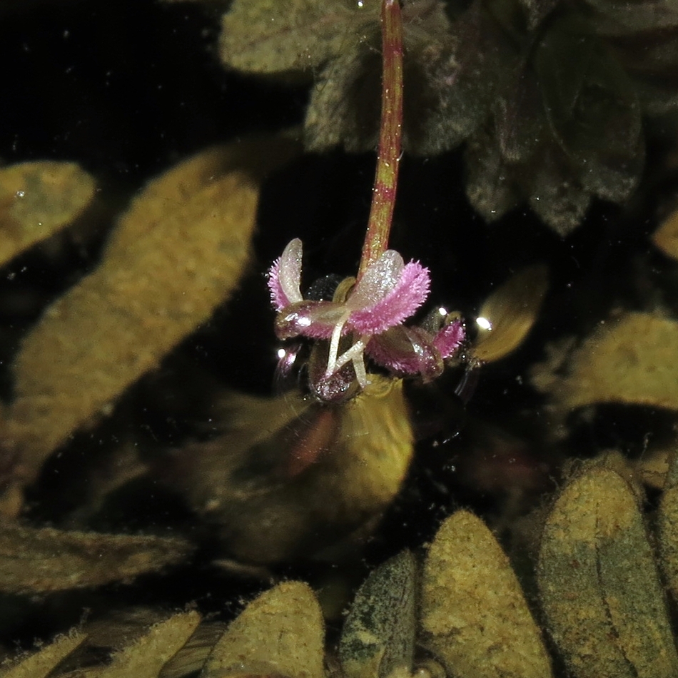 Image of Elodea canadensis specimen.