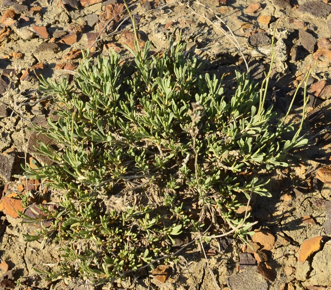 Изображение особи Limonium suffruticosum.