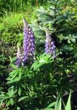 Lupinus × regalis. Цветущее растение в культуре. Украина, Киевская обл., Вышгородский р-н, севернее с. Лебедевка, дачный участок между Киевским водохранилищем и дренажным каналом. 24 мая 2010 г.