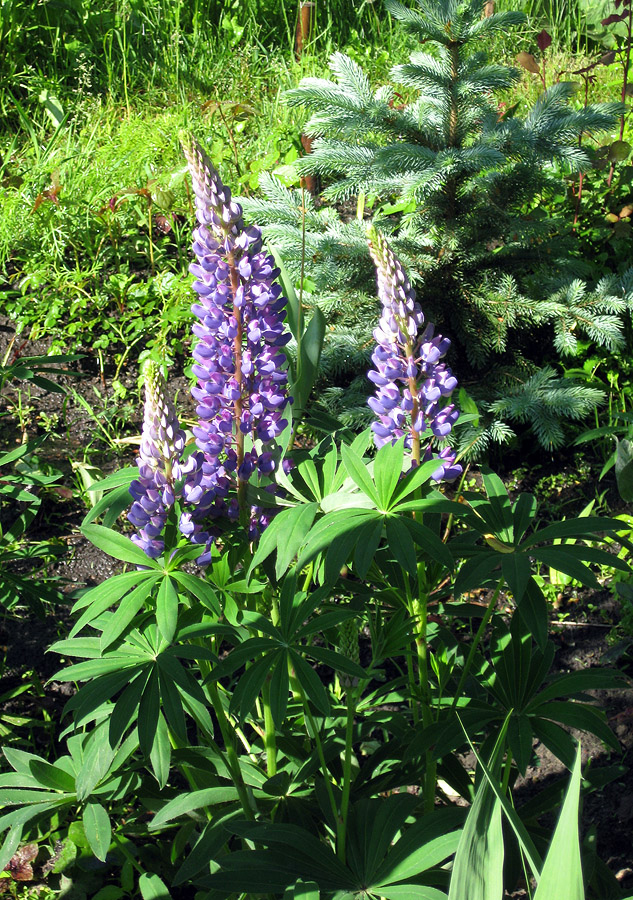 Изображение особи Lupinus &times; regalis.