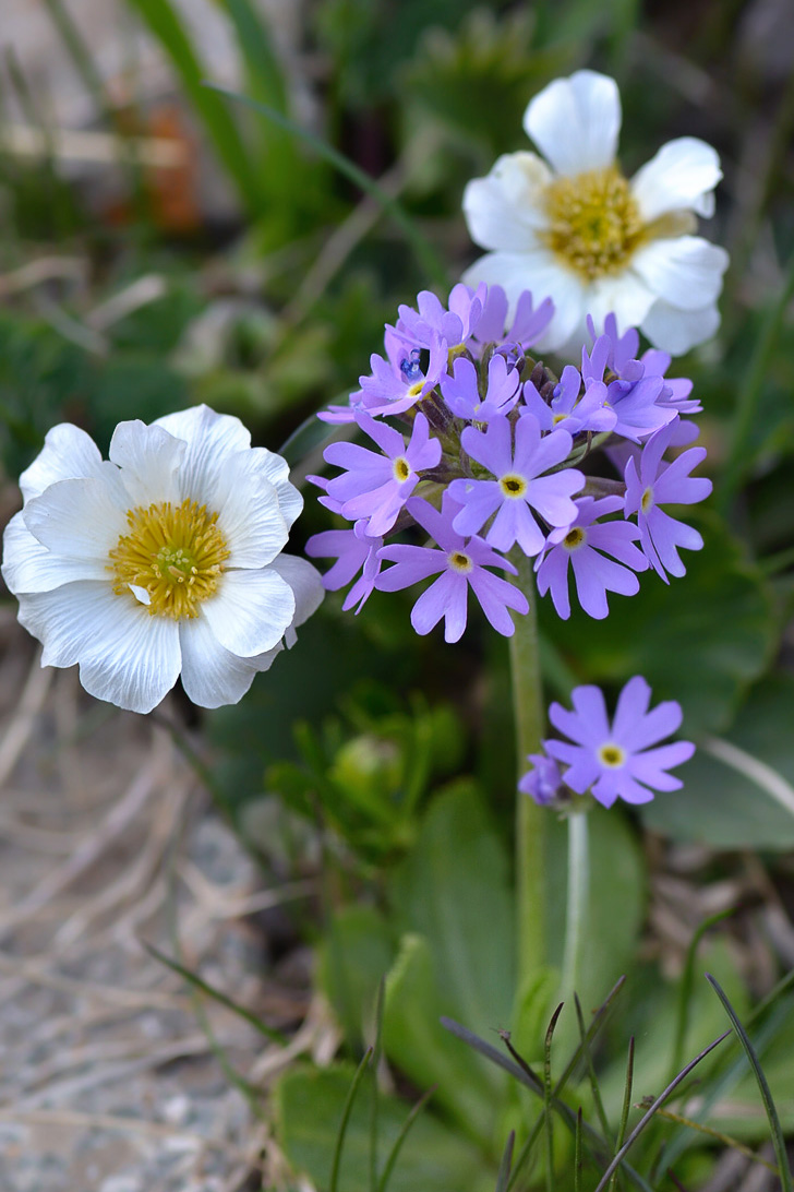 Image of Primula algida specimen.