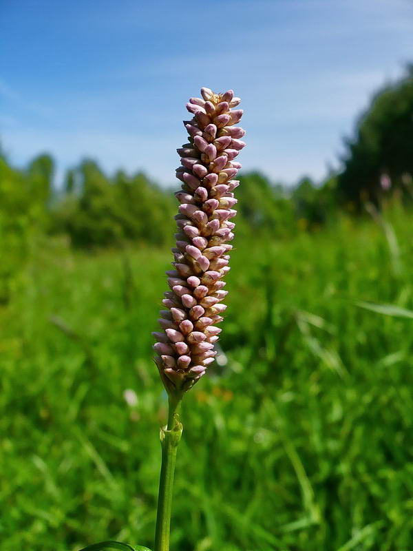 Изображение особи Bistorta officinalis.