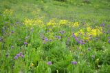 Allium aflatunense