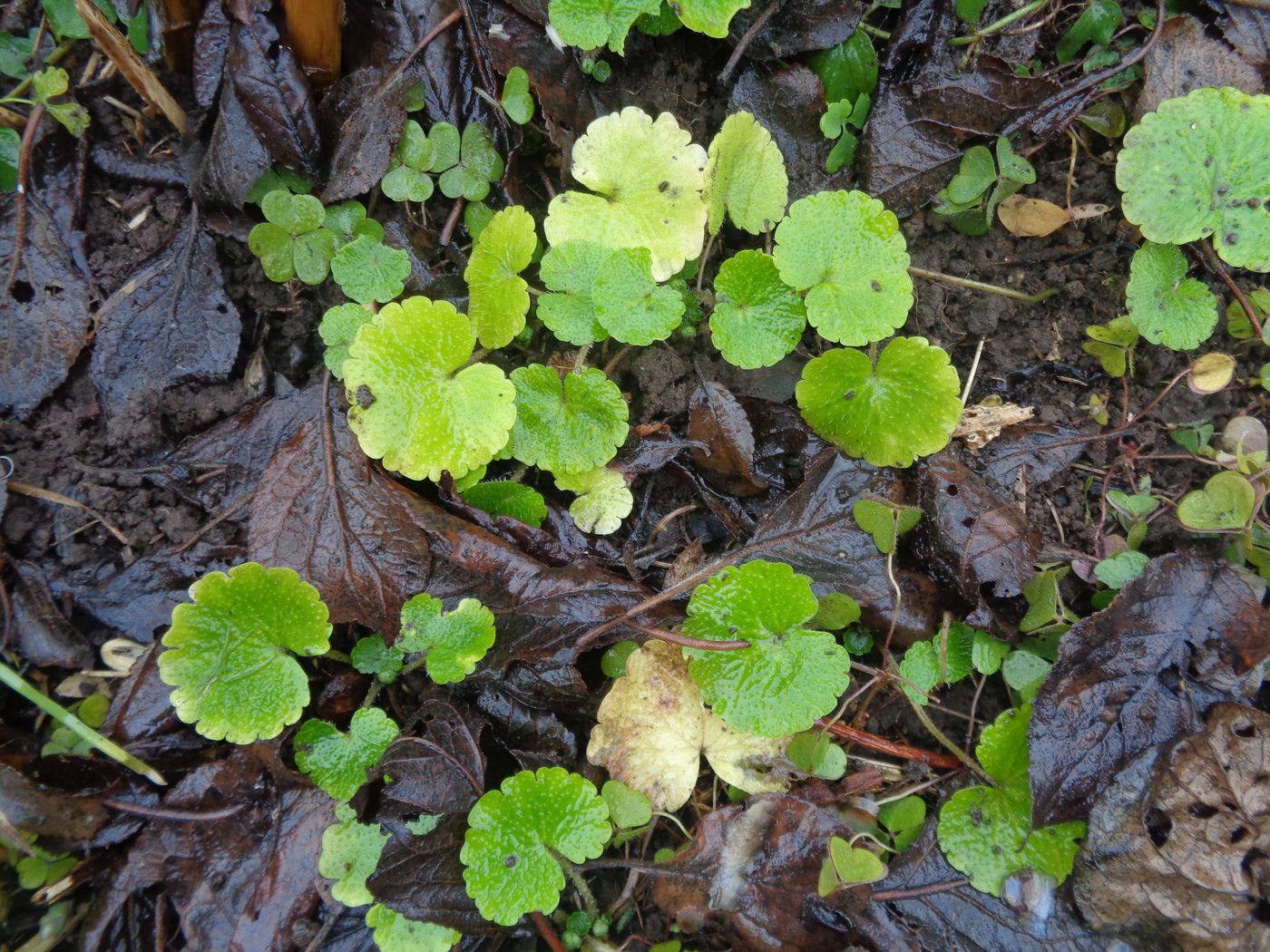 Image of Chrysosplenium alternifolium specimen.