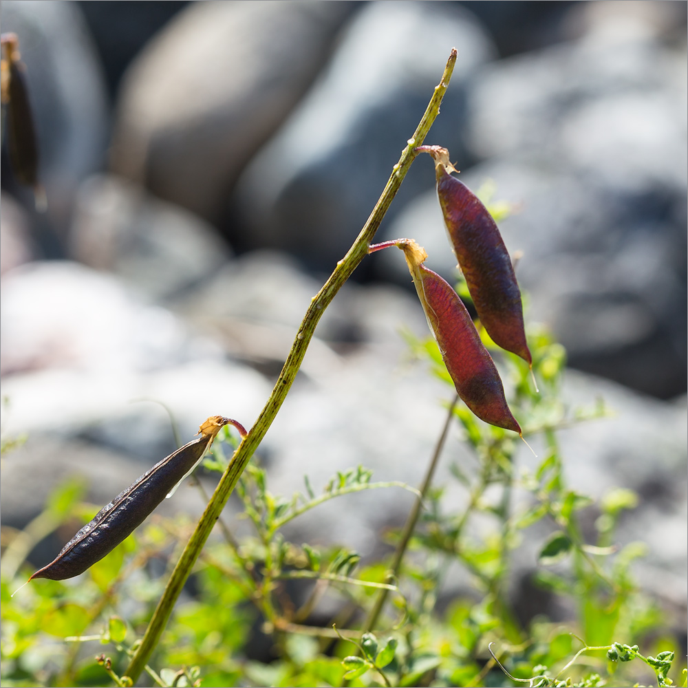 Image of Vicia sylvatica specimen.