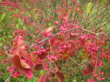 Euonymus europaeus. Ветвь плодоносящего растения. Беларусь, Гродненская обл., Новогрудский р-н, Кошелевский сельсовет, агрогородок Кошелево, пойма р. Драчиловка, опушка черноольшаника. 05.10.2018.