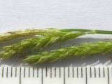 Carex sylvatica