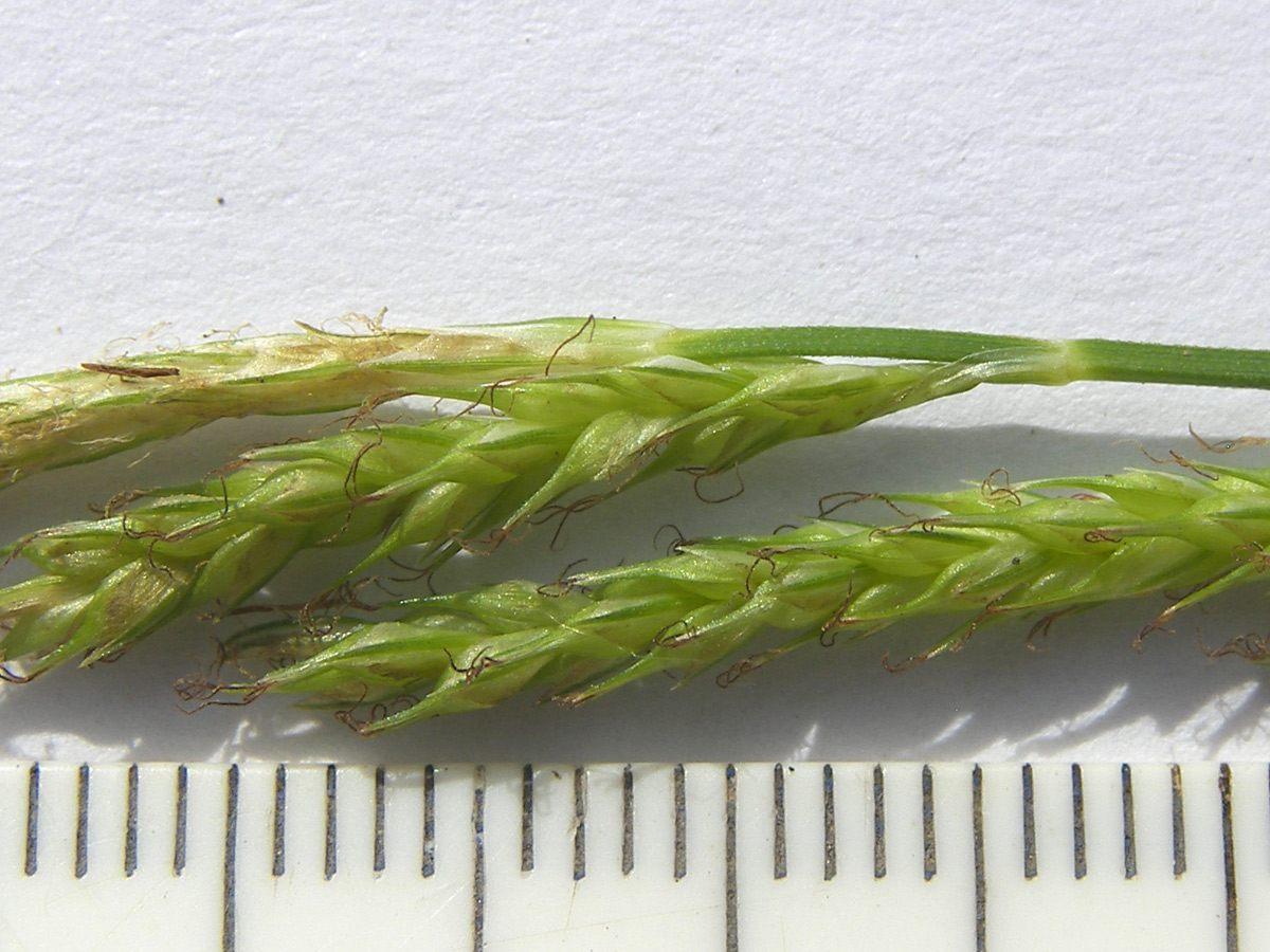 Image of Carex sylvatica specimen.