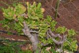 Crassula ovata