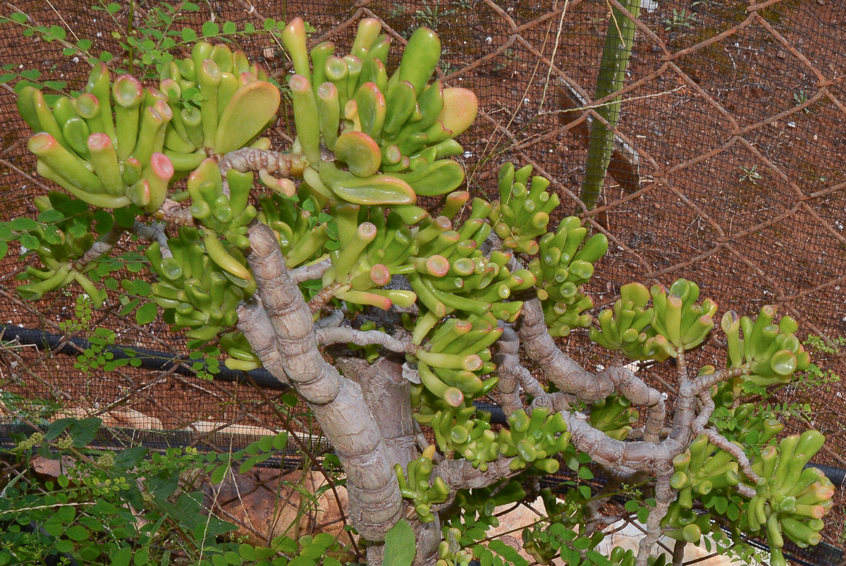 Image of Crassula ovata specimen.