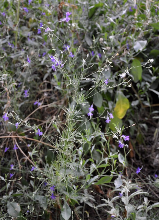 Изображение особи Delphinium paniculatum.