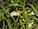 Eremophila polyclada. Верхушка побега с бутонами и цветками. Израиль, Шарон, пос. Кфар Монаш, ботанический сад \"Хават Ганой\". 30.04.2017.