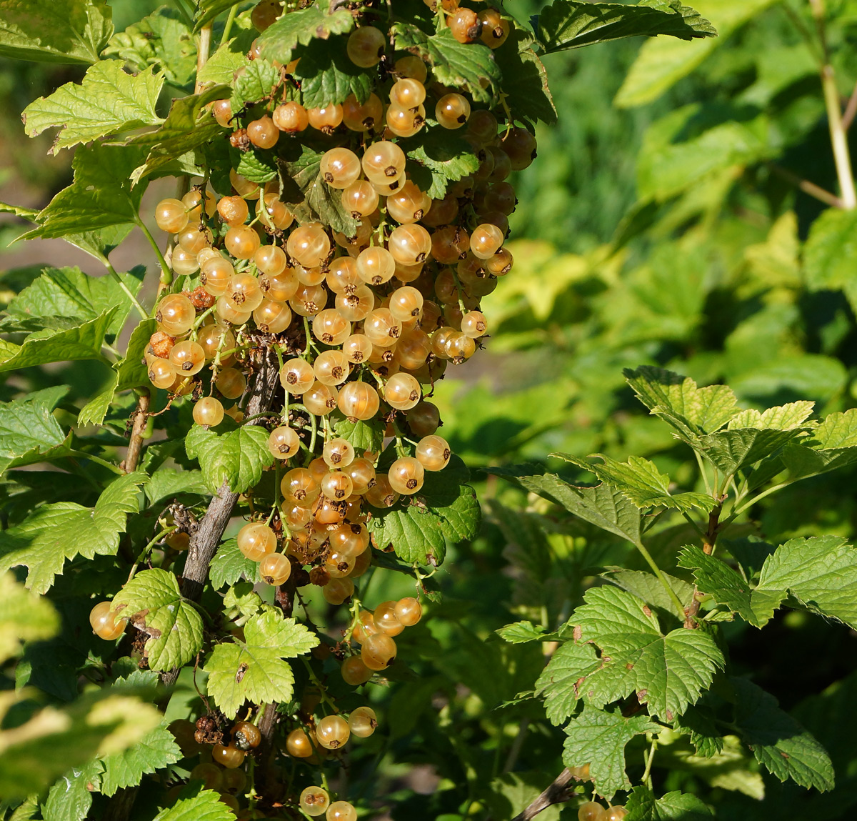 Изображение особи Ribes rubrum.