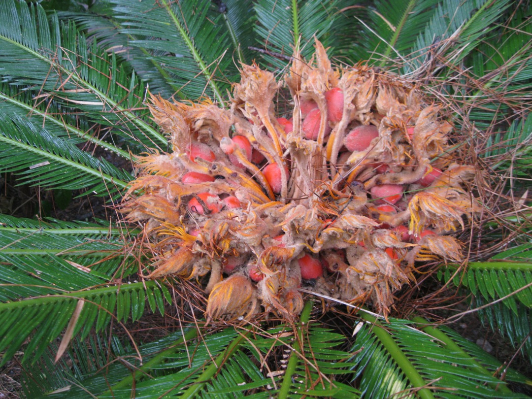 Image of Cycas revoluta specimen.