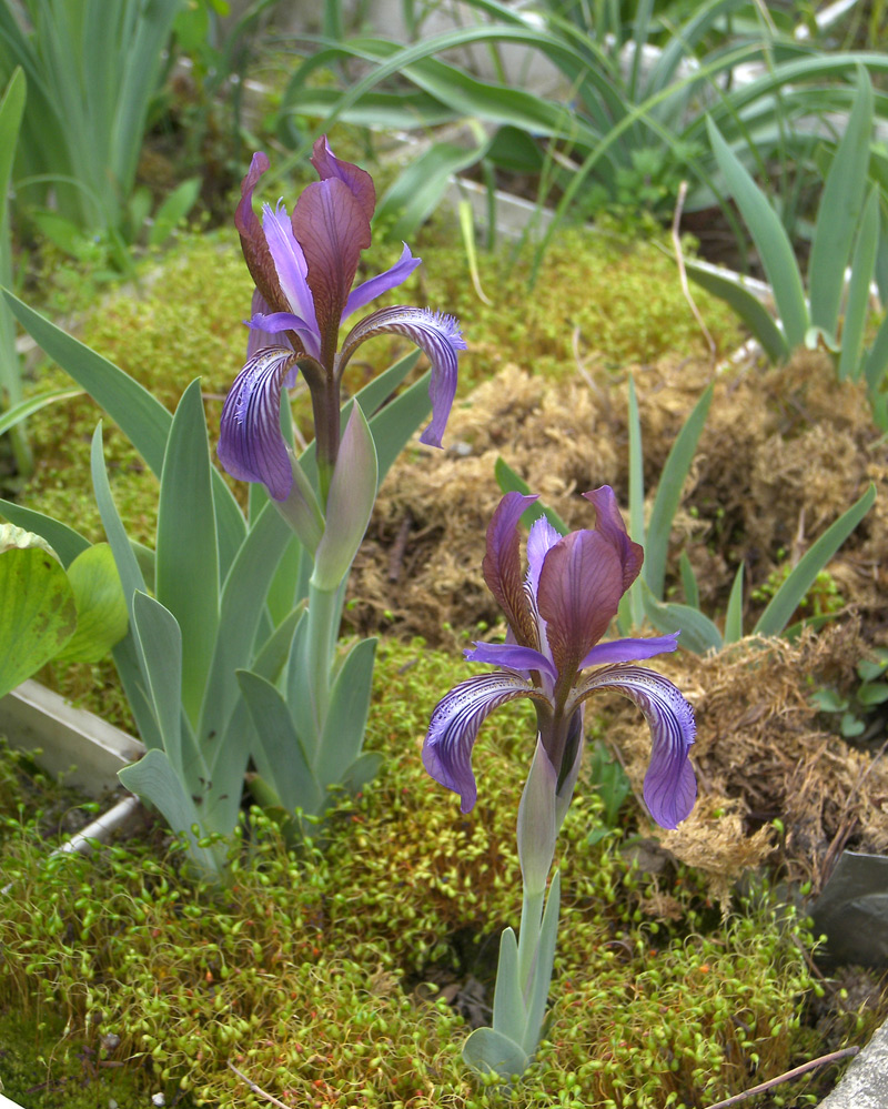 Изображение особи Iris glaucescens.