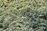 Buxus sempervirens