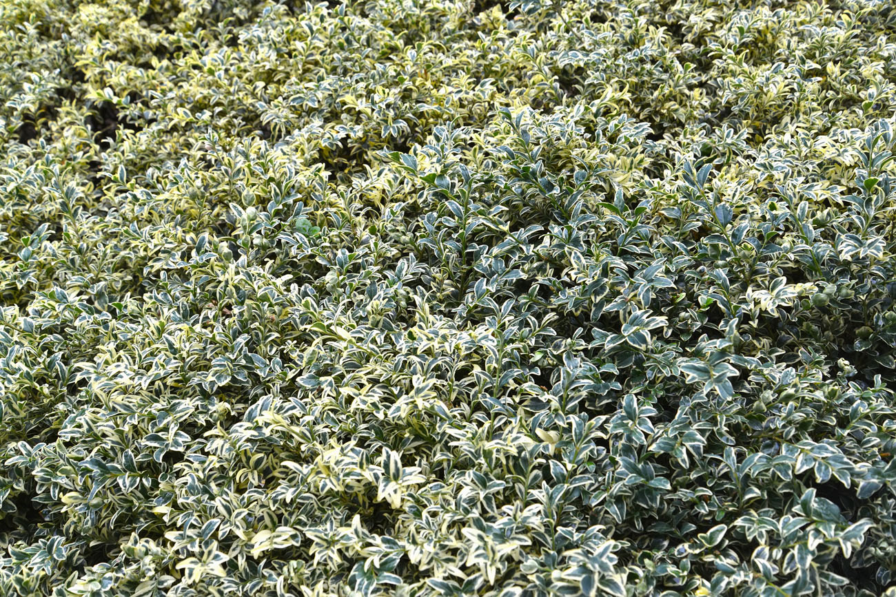 Image of Buxus sempervirens specimen.