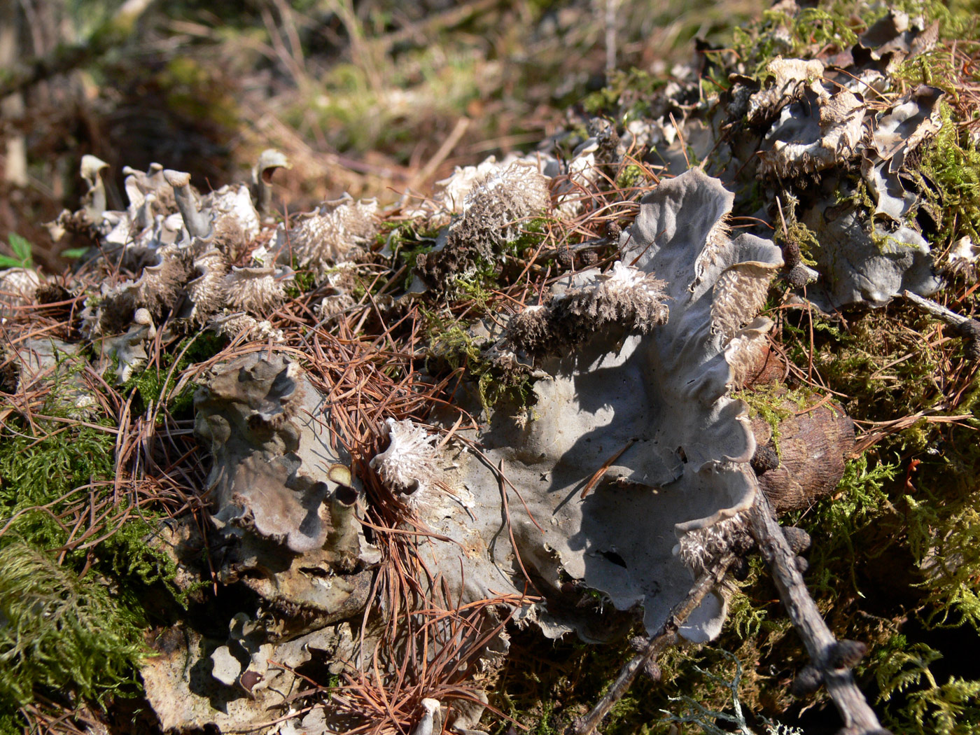 Image of Peltigera canina specimen.