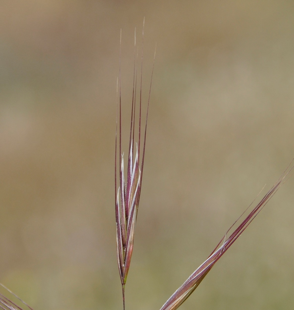 Изображение особи Anisantha sterilis.