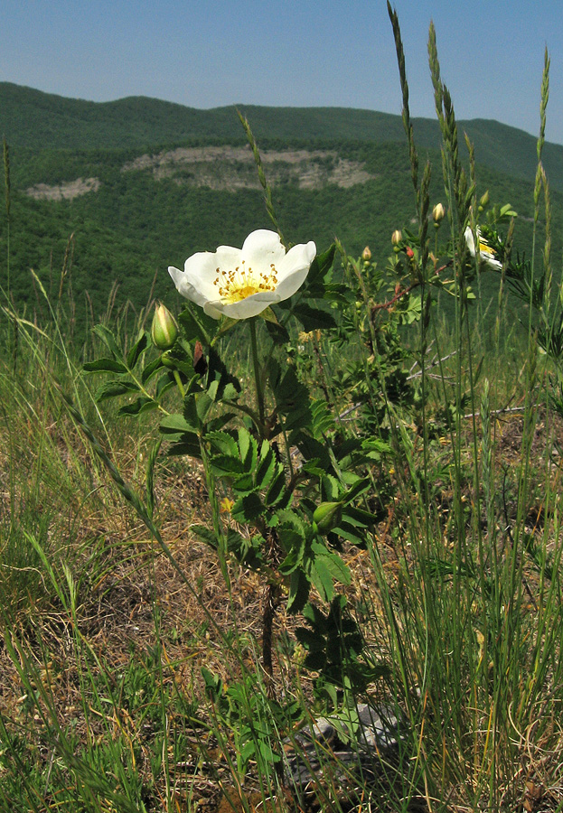 Image of Rosa spinosissima specimen.