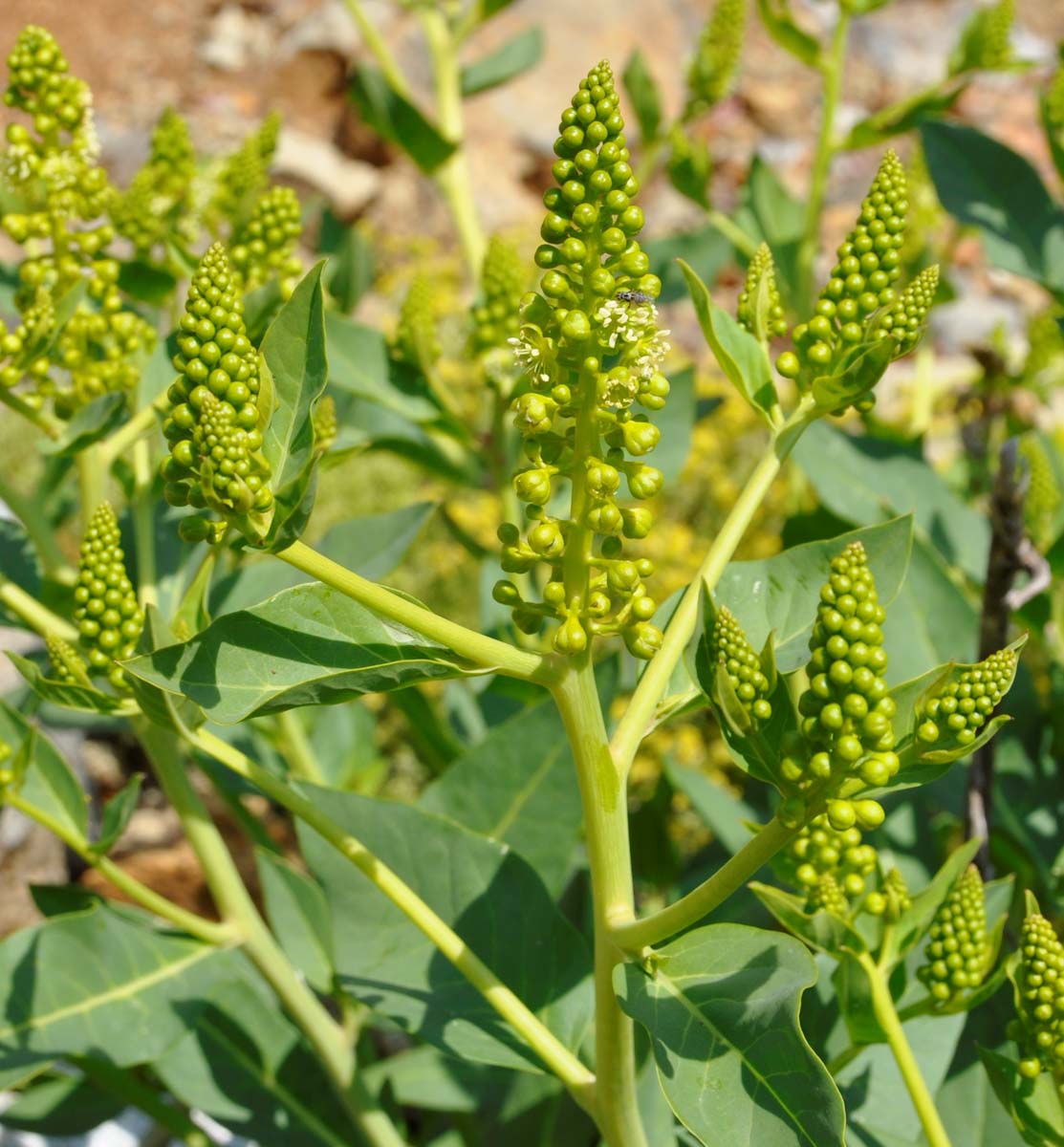 Изображение особи Phytolacca pruinosa.