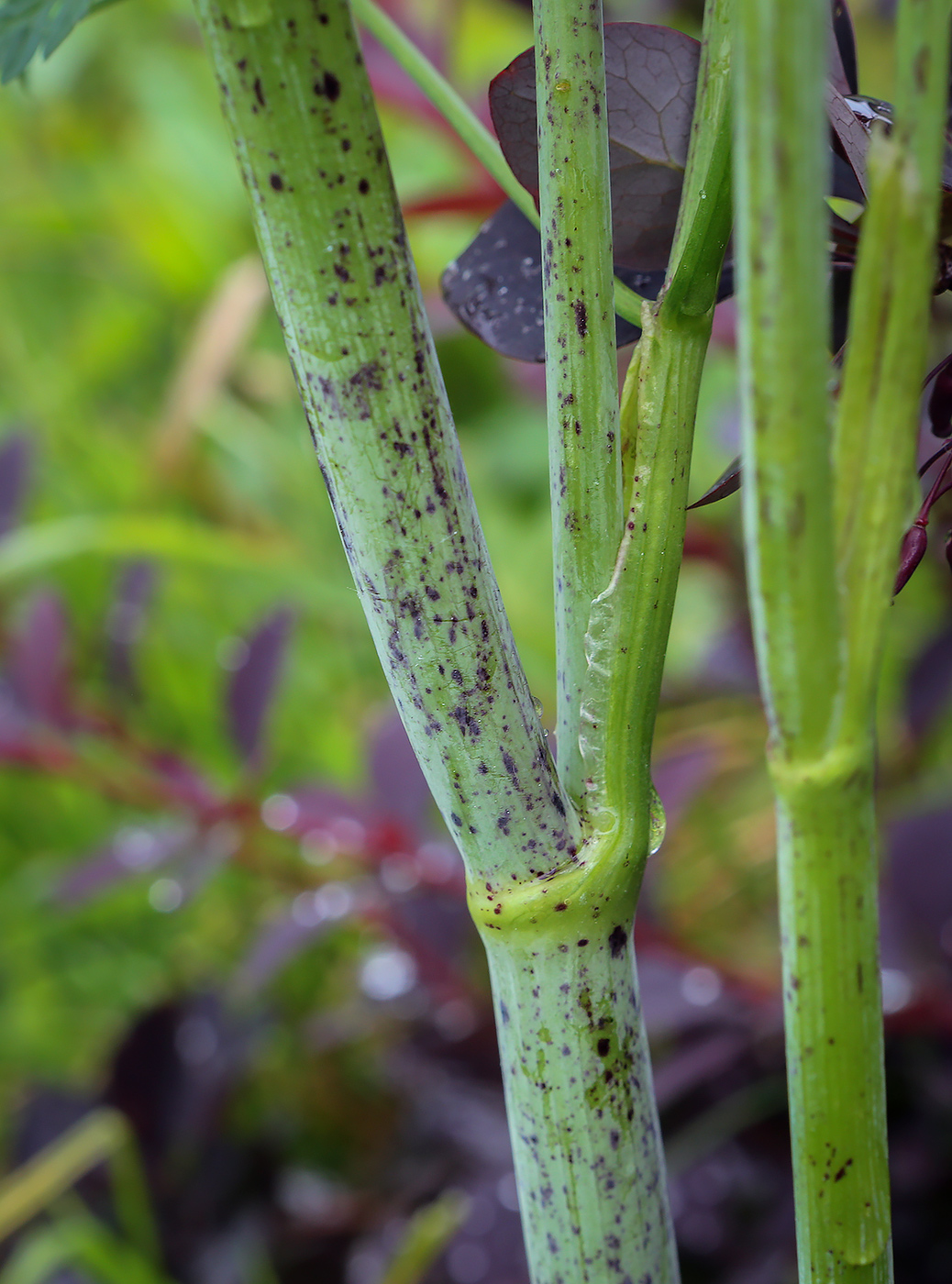 Изображение особи Conium maculatum.