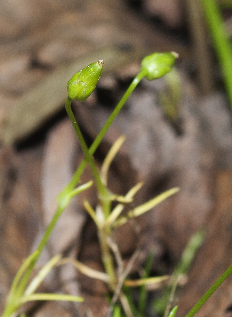 Image of Sagina saginoides specimen.