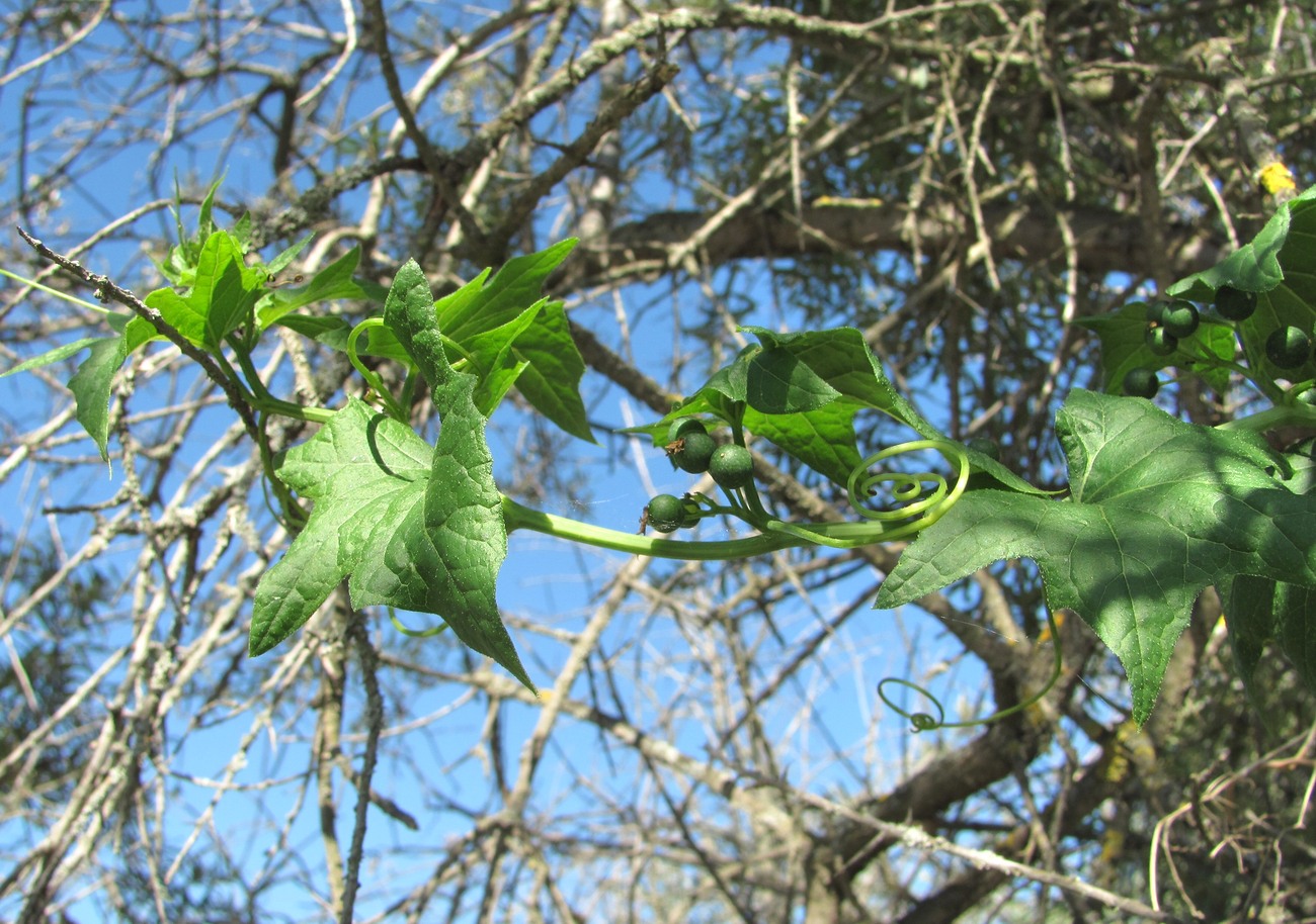 Image of Bryonia alba specimen.