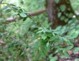 Buxus colchica