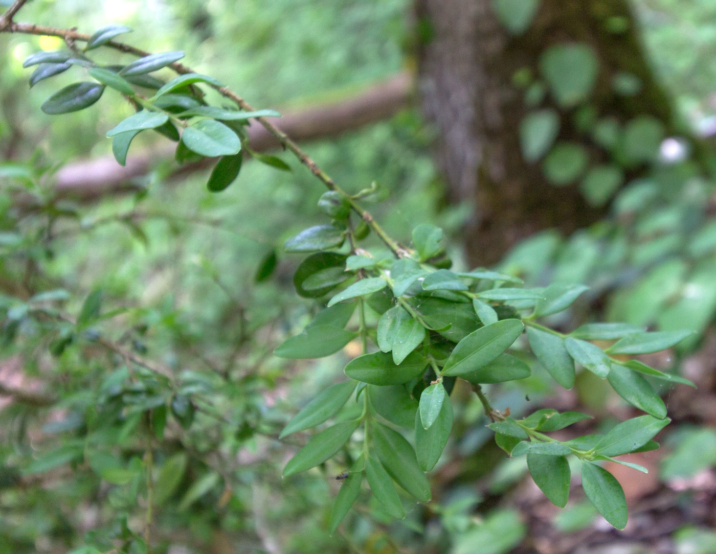 Image of Buxus colchica specimen.