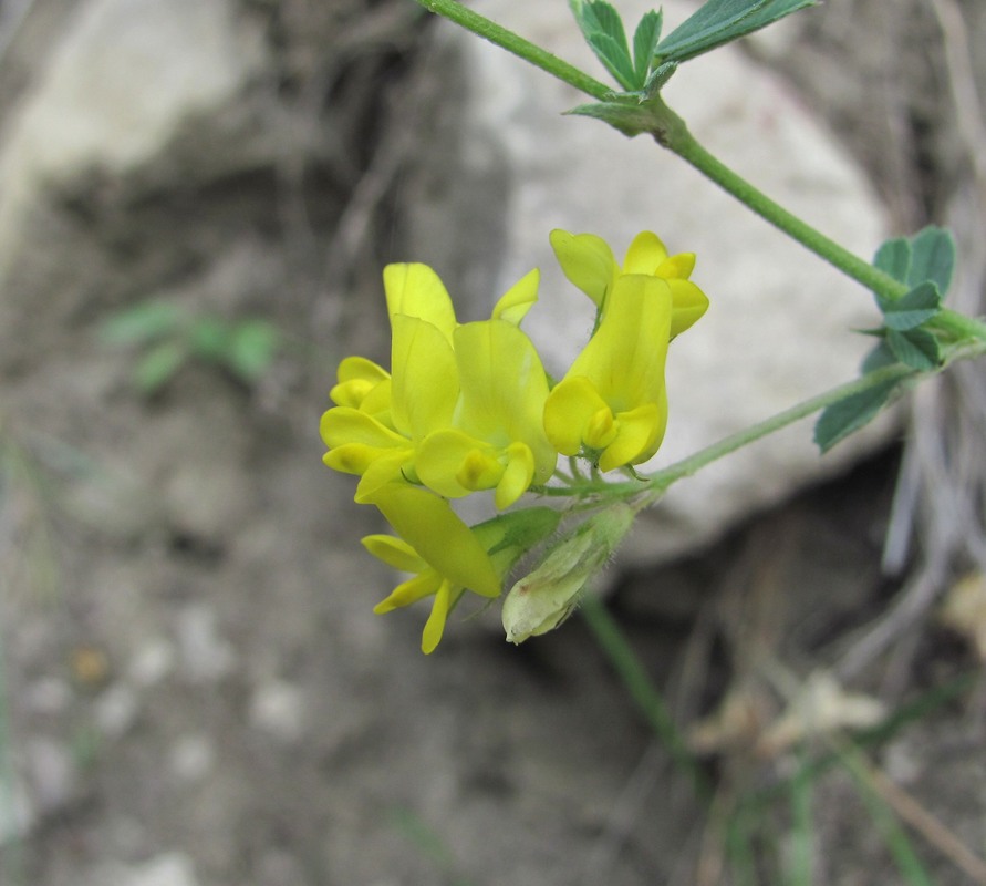 Изображение особи род Medicago.