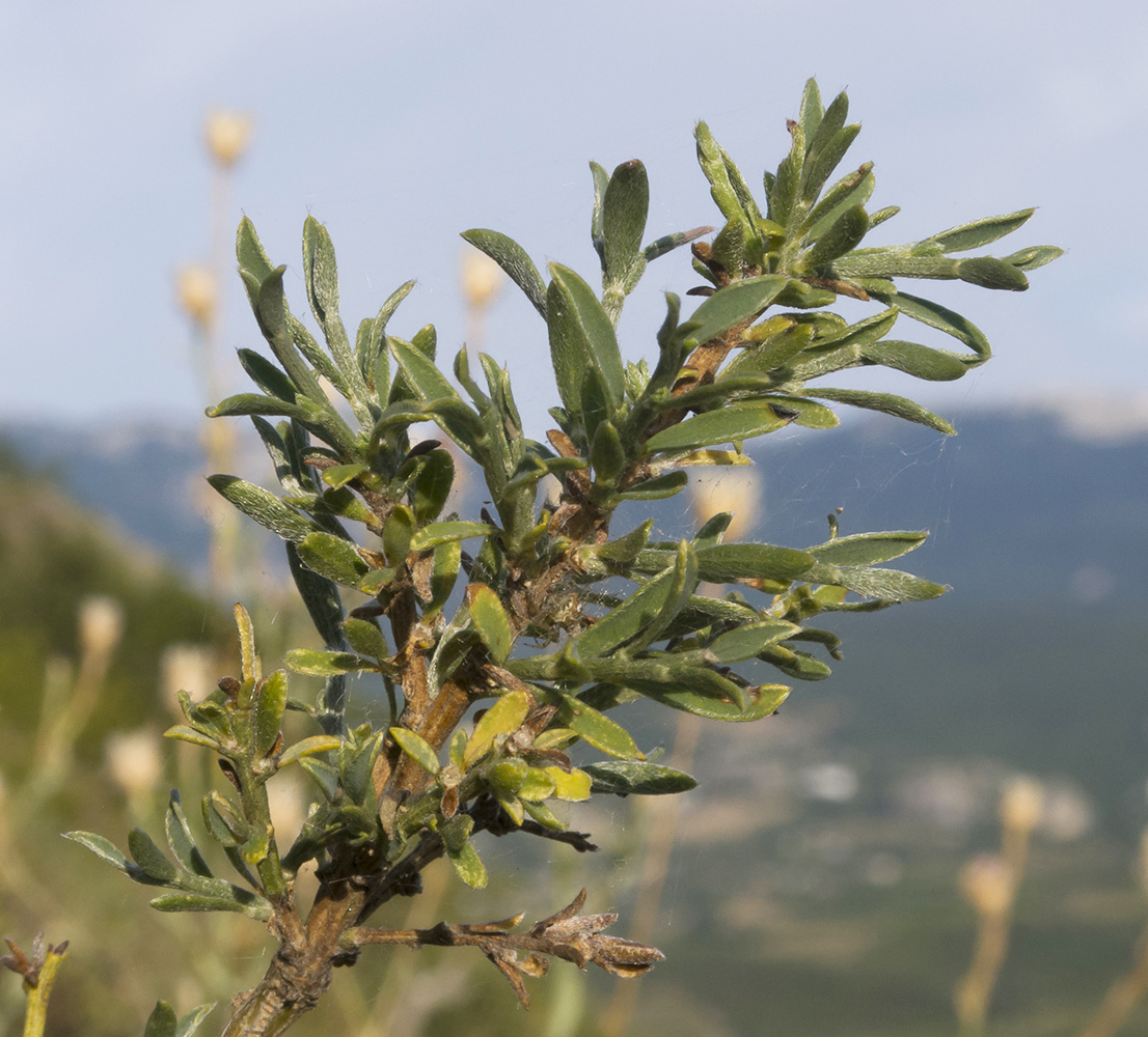 Изображение особи Genista verae.