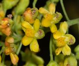 Caesalpinia spinosa