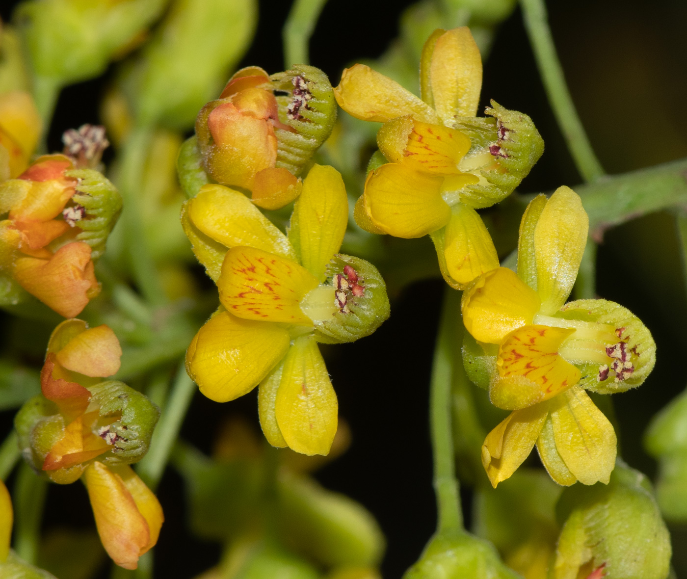 Изображение особи Caesalpinia spinosa.