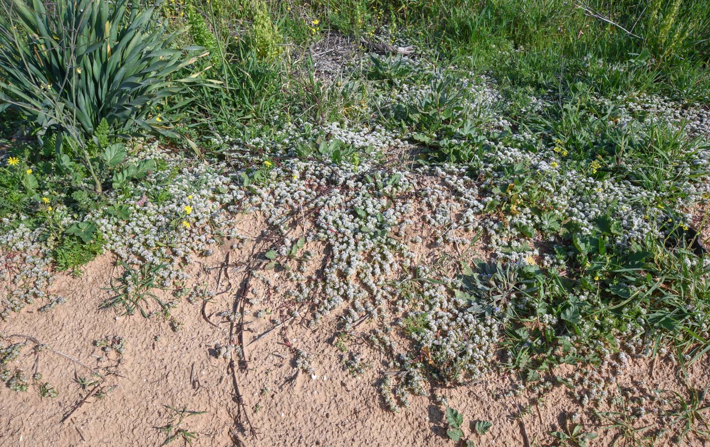 Image of Paronychia argentea specimen.