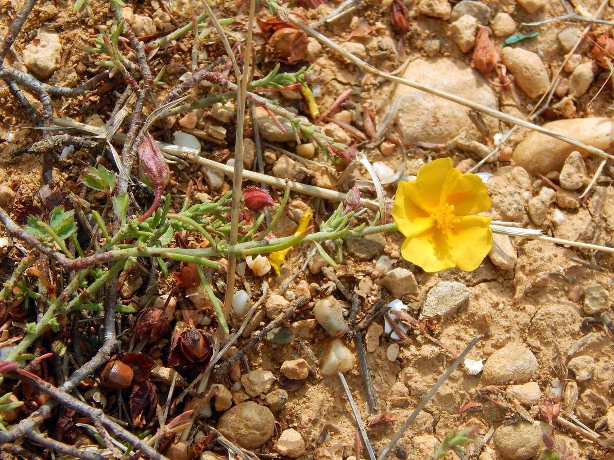 Изображение особи Fumana procumbens.