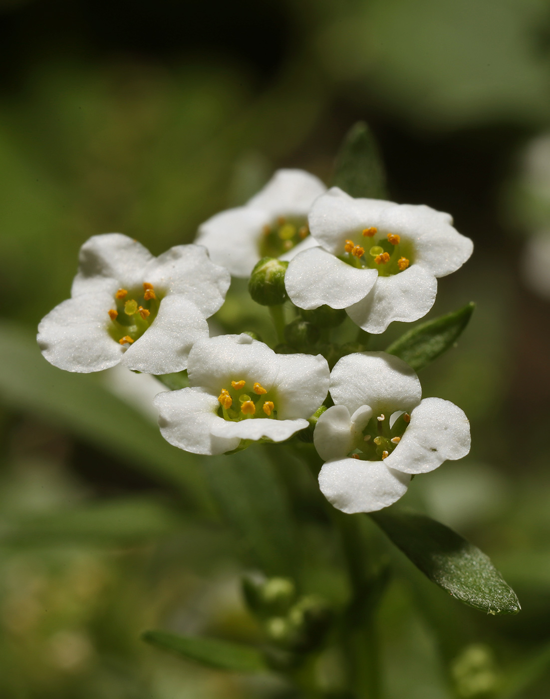 Изображение особи Lobularia maritima.