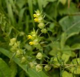 Rhinanthus minor