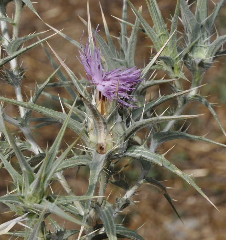 Изображение особи Carthamus dentatus.