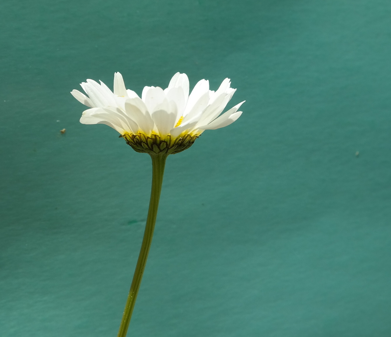 Image of Tripleurospermum caucasicum specimen.