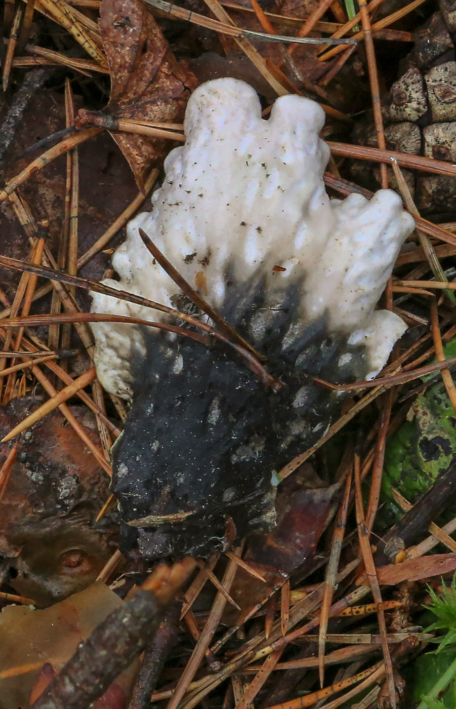 Image of Peltigera aphthosa specimen.