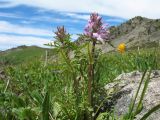 Pedicularis anthemifolia. Верхушка цветущего растения. Казахстан, Центральный Алтай, окр. оз. Рахмановское, подходы к пер. Радостный, ≈ 2100 м н.у.м., субальпийский луг. 26 июня 2019 г.