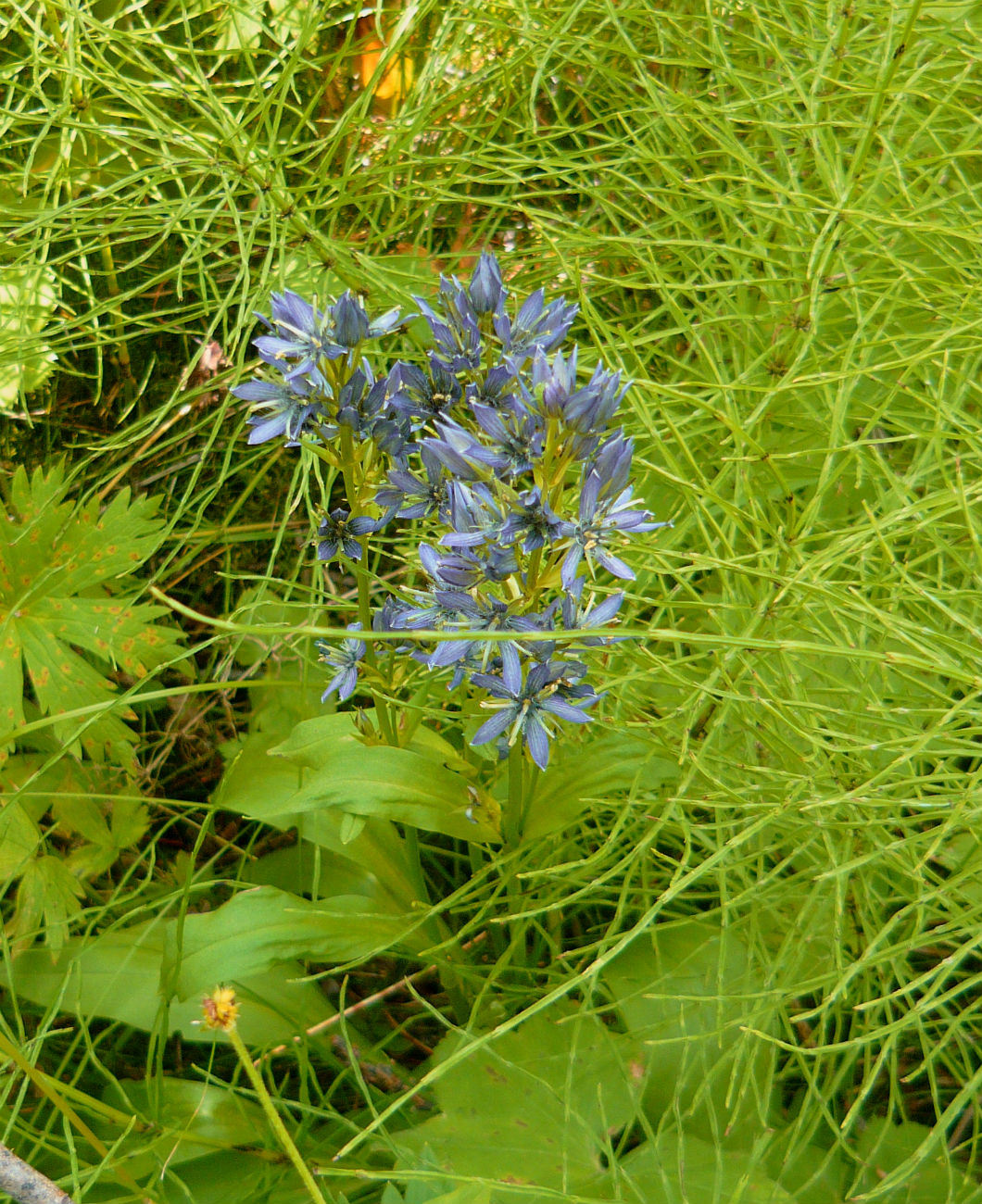 Image of Swertia obtusa specimen.