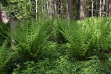 Athyrium filix-femina. Вегетирующие растения. Карельский перешеек, окр. Сертолово, под пологом смешанного леса. 25.05.2019.