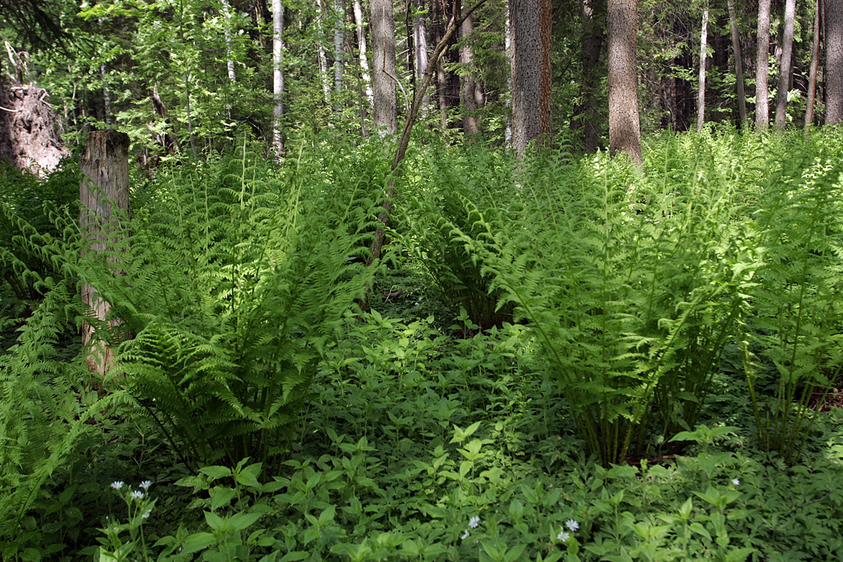 Image of Athyrium filix-femina specimen.